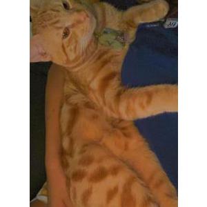 Lost Cat Kitty Titi
