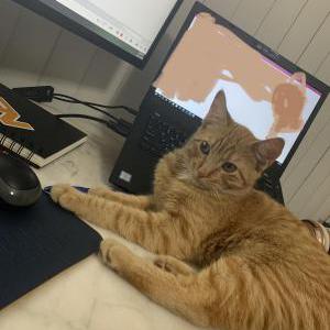 Lost Cat Apollo