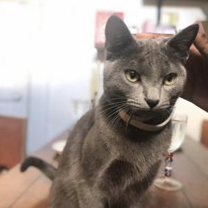 Lost Cat Journey