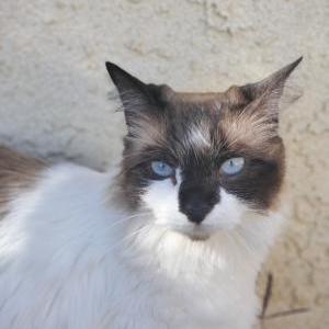 Lost Cat Lucy