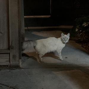 Found Cat Unknown