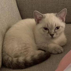 Lost Cat Cocoa
