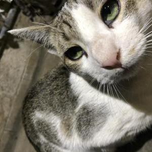 Found Cat Unknown