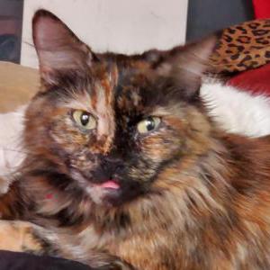 Lost Cat Khaleesi