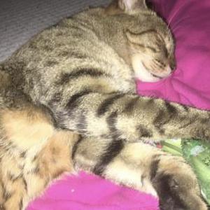 Lost Cat Simba