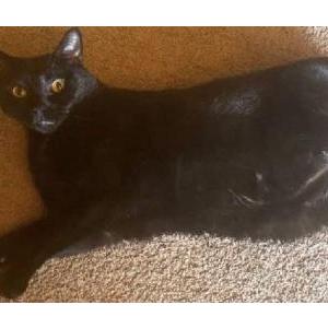 Lost Cat Bean