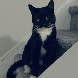 Lost Cat Vinny