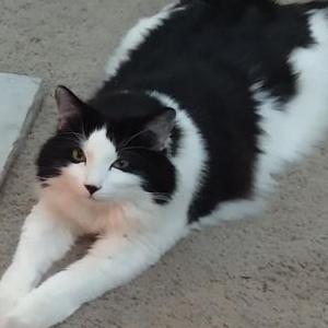 Lost Cat Oreo