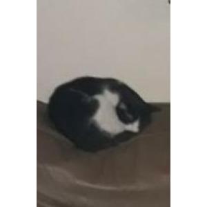 Lost Cat Soul
