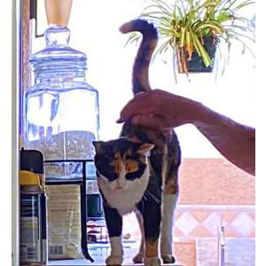 Lost Cat Izzy