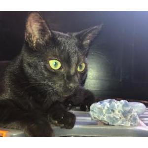 Lost Cat Luna