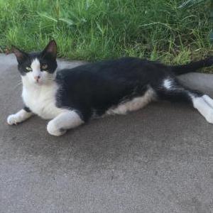 Lost Cat Bee