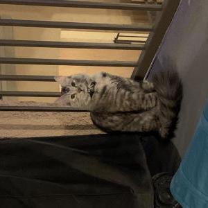 Found Cat Unknown