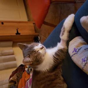 Lost Cat Fatima