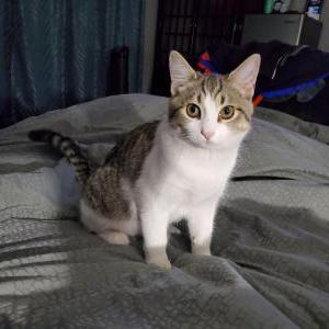 Found Cat Unknown