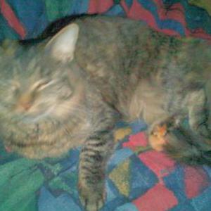 Lost Cat Abby