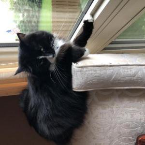 Lost Cat Boots