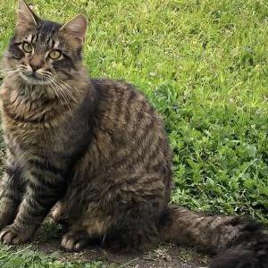Lost Cat Kiwi