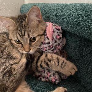 Lost Cat Tikka