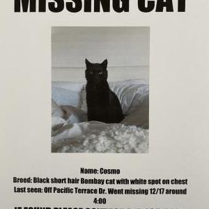 Lost Cat Cosmo