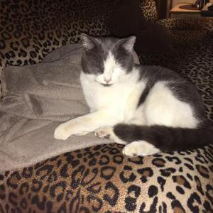 Lost Cat Gopy