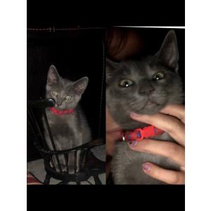 Lost Cat Simba