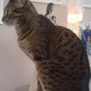 Lost Cat Gracie