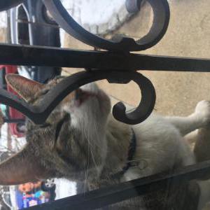 Found Cat Unknown