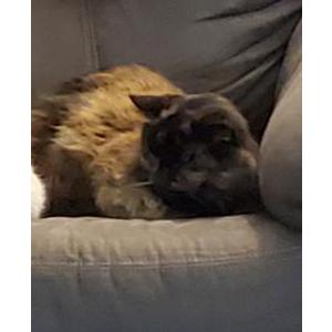 Lost Cat Brownie