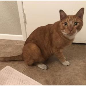 Found Cat Archer (microchip)