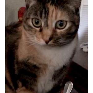 Lost Cat FlyTrap