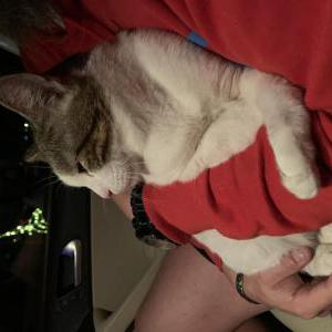 Found Cat Unknown