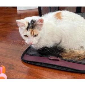 Lost Cat Zelda