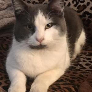Lost Cat Goby