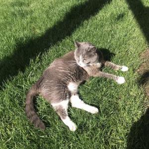 Lost Cat Bobbie