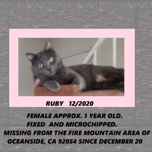Lost Cat ruby