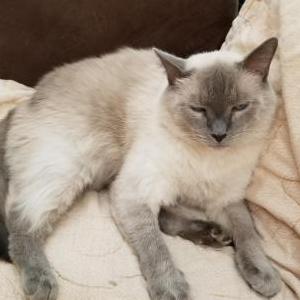 Lost Cat Ranger
