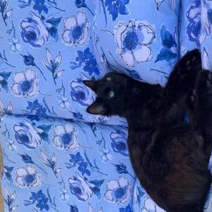 Lost Cat Fusfus