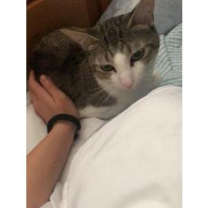 Lost Cat kade