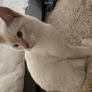 Found Cat Unknown