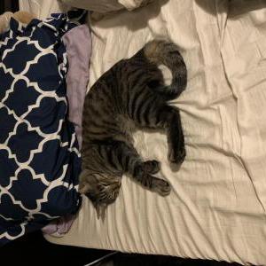 Lost Cat Ramses