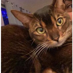Lost Cat Posty