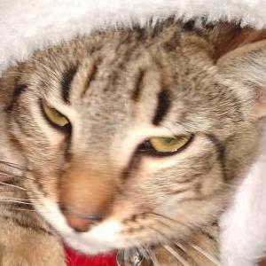 Lost Cat Milo