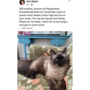 Lost Cat Max