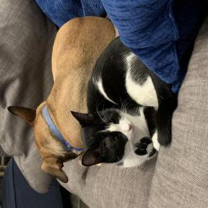 Lost Cat Luna