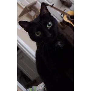 Lost Cat Blackie