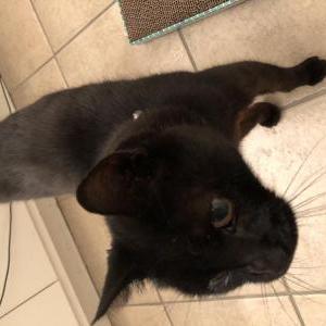 Found Cat Unknown
