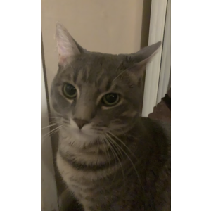 Lost Cat Milo 