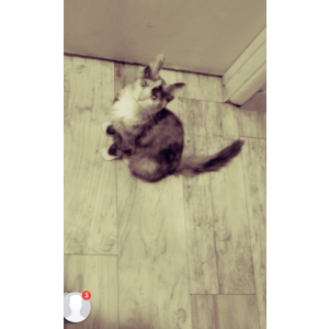 Lost Cat Sassy