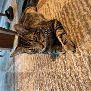 Lost Cat George